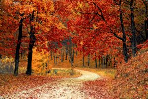 A path with fallen fall leaves on it, surrounded by trees that have turned orange and red